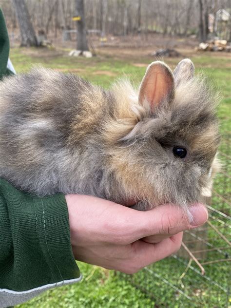 Baby Lionhead rabbit – Rabbits for Sale