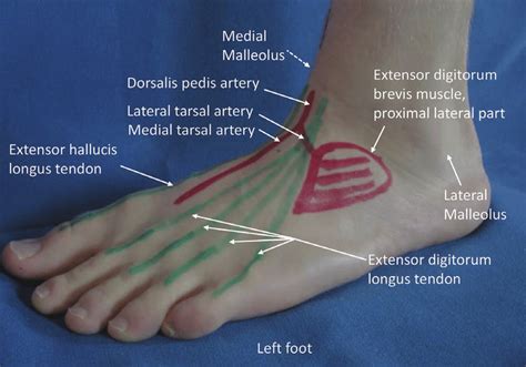 Dorsum Of Foot Anatomy - Anatomy Reading Source