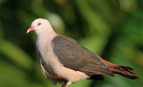 Mauritius: How a Genetic Rescue Mission Could Save the Pink Pigeon in ...