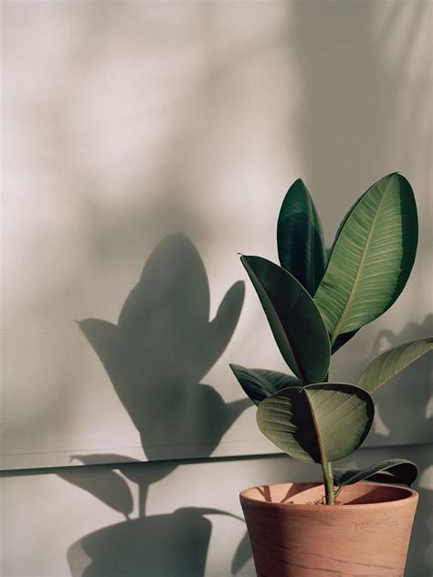 Refettorio Felix | Plant aesthetic, Plant wallpaper, Plant photography