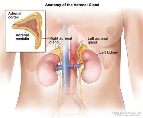 Li-Fraumeni syndrome: MedlinePlus Genetics