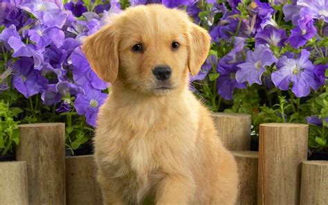 Golden Retriever Puppy Wallpapers - Top Free Golden Retriever Puppy ...