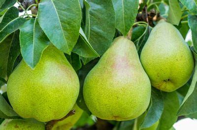 What Fruit Trees Grow In Zone 6 Tips On Choosing Fruit Trees For Zone 6 ...