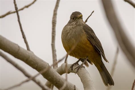 ML362012751 - Rufous-bellied Thrush - Macaulay Library