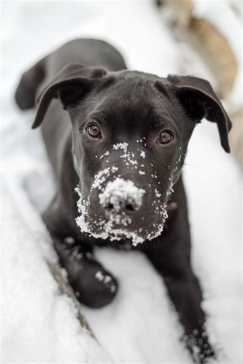 10 Adorable Puppies Playing In Their First Snow [PICTURES] | Puppies ...