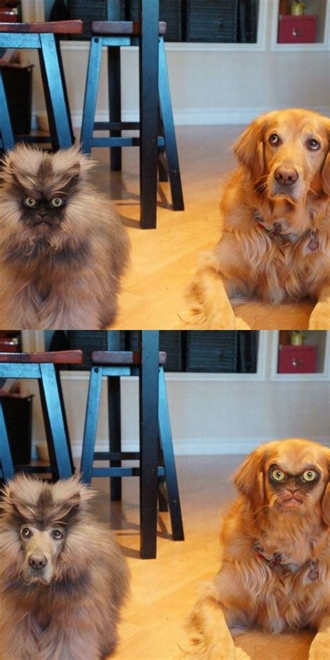 Animal face swap | Funlexia - Funny Pictures