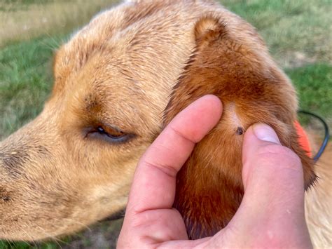 How to Remove a Tick From a Dog | Outdoor Life