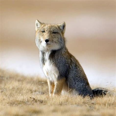 Why So Serious, Tibetan Sand Fox? | Featured Creature