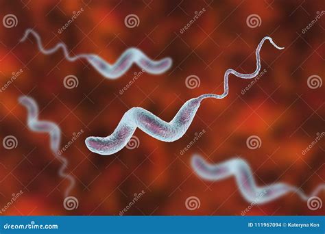 Campylobacter Jejuni Bacteria - Scanning Electron Microscope -closeup ...