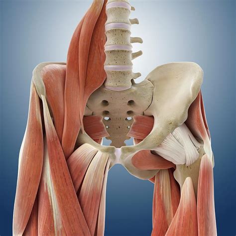 Hip Joint Muscles