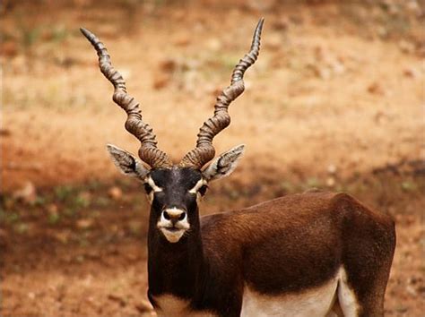 Blackbuck: Species in World Land Trust reserves