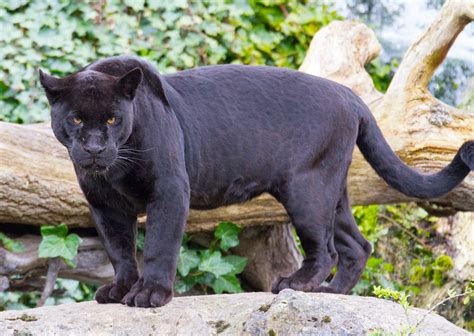 Selfie-Taking Woman Attacked by Jaguar at Zoo