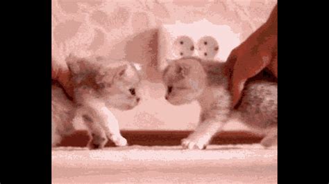 Cat Squish GIF - Cat Squish - Discover & Share GIFs