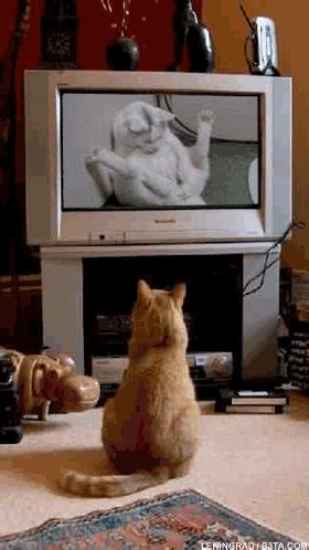 Cat Watching Tv GIFs - Find & Share on GIPHY