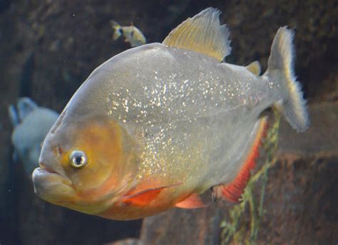 File:Red Piranha Pygocentrus Nattereri.JPG - Wikimedia Commons