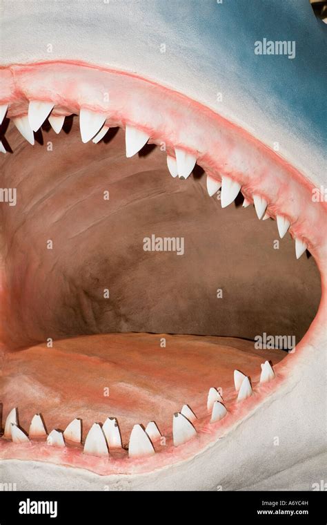 Inside the mouth of a shark Stock Photo - Alamy