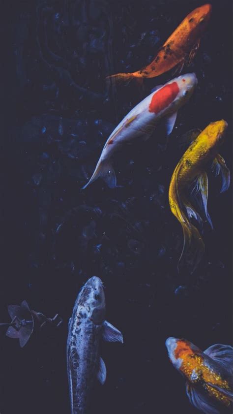 Koi Fish Aesthetic Wallpaper - ipanemabeerbar