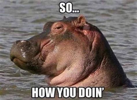 15 Hilarious Hippo Memes