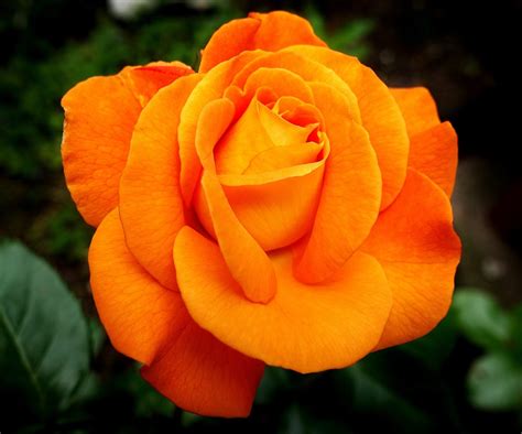 Rose Flower Orange - Free photo on Pixabay