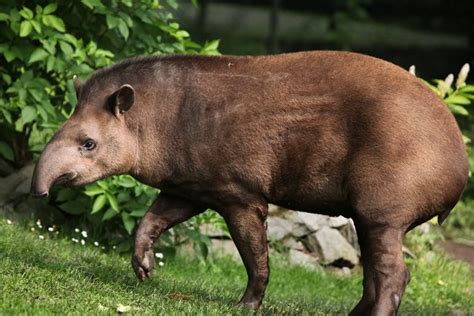 tapirs – Animal Encyclopedia