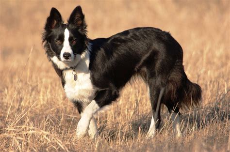 Épinglé par William McGaffey sur Border Collie