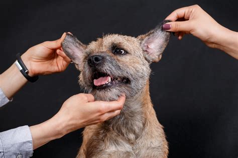 Dog Ear Grooming Tips - Cowboy Magic