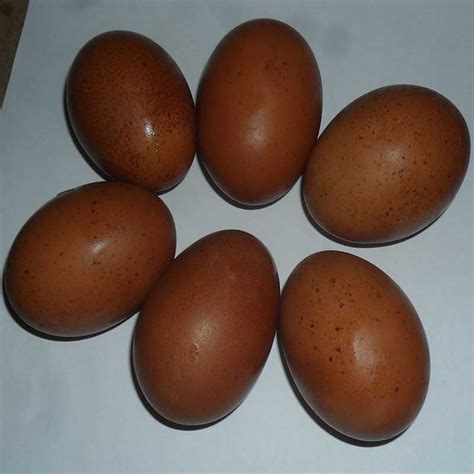 Golden Cuckoo Maran Eggs