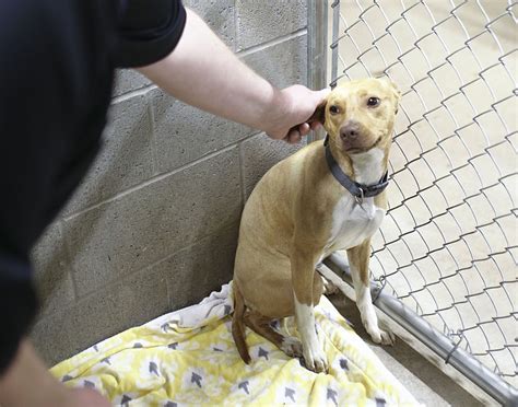 Bentonville finalizes animal shelter plan | Northwest Arkansas Democrat ...