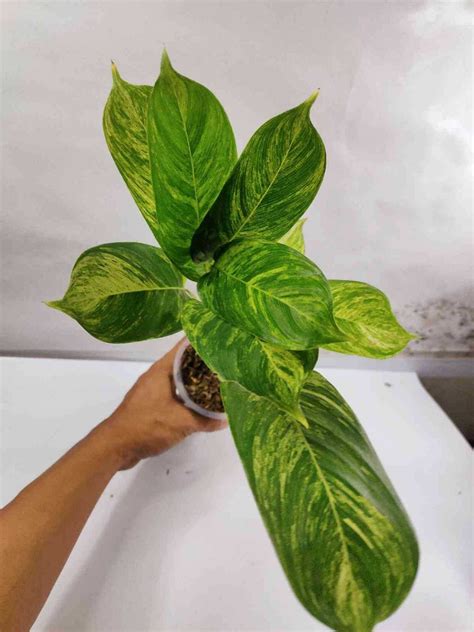 Calathea Lutea VARIEGATED (12898) (Y-6350), Furniture & Home Living ...