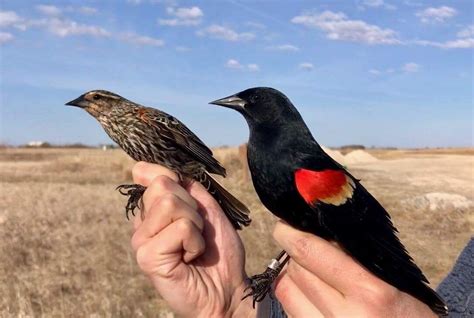 Red-winged Blackbird, female and male | Red wing blackbird, Pet birds ...