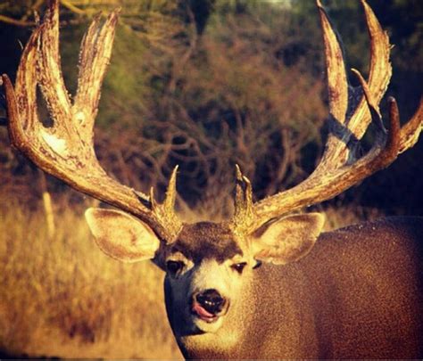 Thick antlers Caribou Hunting, Mule Deer Hunting, Mule Deer Buck ...