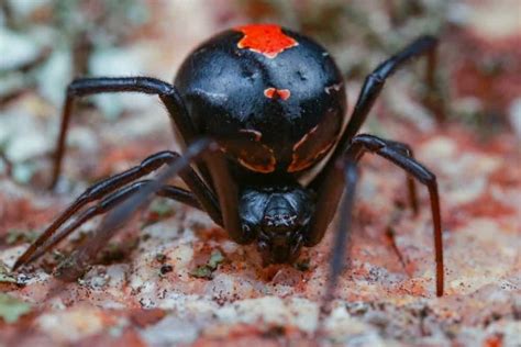 Are Black Widows Poisonous or Dangerous? - IMP WORLD