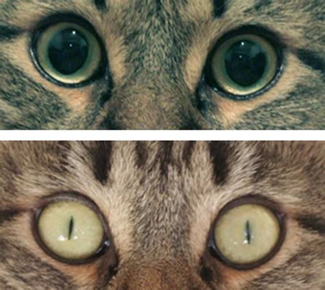 -Eye of a cat (vertical pupil, image courtesy of Dr. H. Yousfi ...