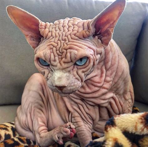 A very wrinkled Sphinx cat name Xherdan has no hair on his little body ...