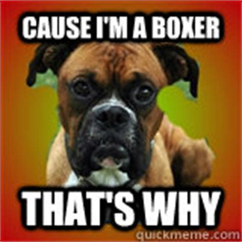 clever bad boxer dog memes | quickmeme