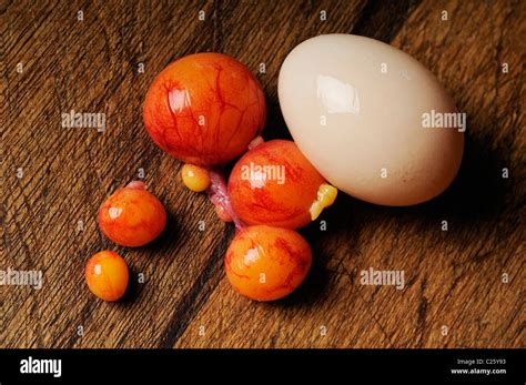 Chicken Egg Development Stages Chart