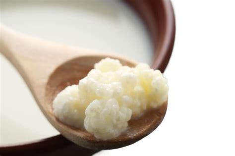 Buy Kefir, Milk Kefir Grains, Milk Kefir Starter Grains, DIY Fermented ...