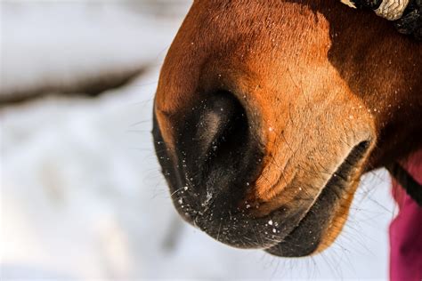 Breathe Easy: Supporting Your Horse’s Lung Health - Your Horse Farm