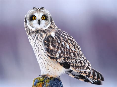 🔥 [41+] Snowy Owl Wallpapers HD | WallpaperSafari