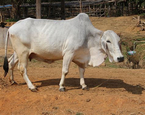 Tharparkar Cattle | Oklahoma State University