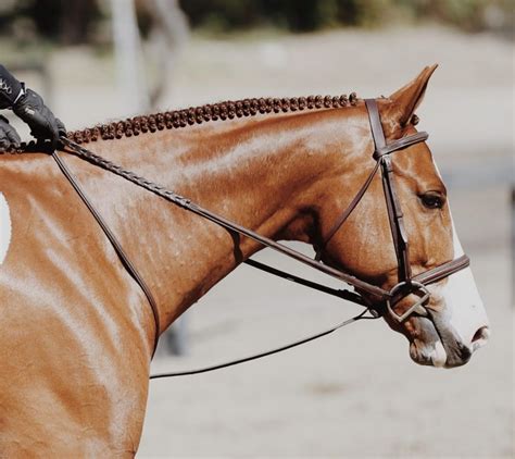 BRAIDED HORSE MANES: Why, How-to & Expert Advice - Braid Secrets ...