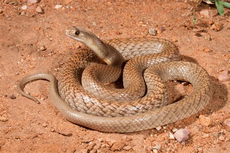 Australian Snakes Identification