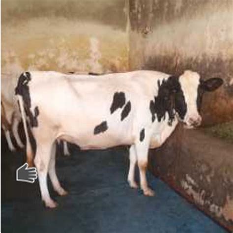 Svah High Milk Yielding American Sahiwal Cow For Dairy Farming at Best ...