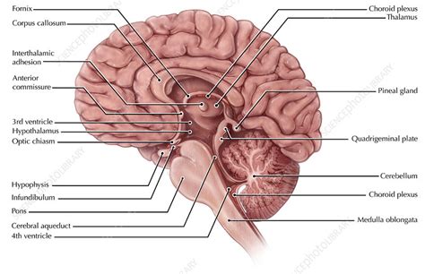 Brain Midsagittal View