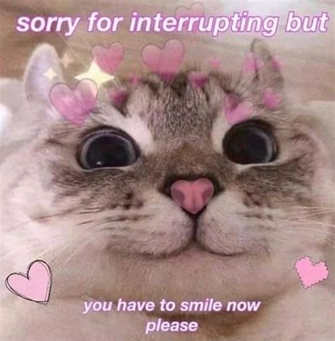 happy kitty | /r/wholesomememes | Wholesome Memes | Cute love memes ...