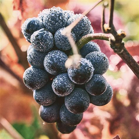 Burgundy’s grapes: Pinot Noir — Berry Bros. & Rudd Wine Blog