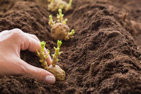 Planting potatoes: chitting, earthing up & more - Plantura