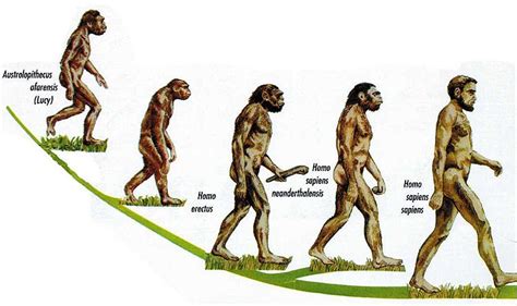 Harun Yahya | Hominid, Human family tree, Human