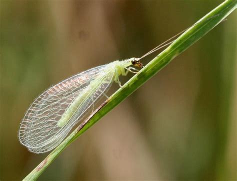 Fact sheet - Green lacewing (270)