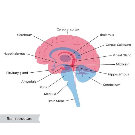 Brain Stem Injury in a Car Accident | Michael T. Gibson P.A., Auto ...